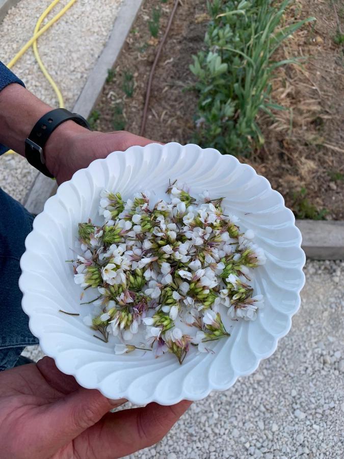 Ferme Oleicole Les Callis Villa Gordes Kültér fotó